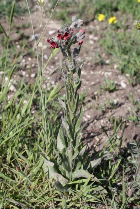 Image of Cynoglossum officinale specimen.