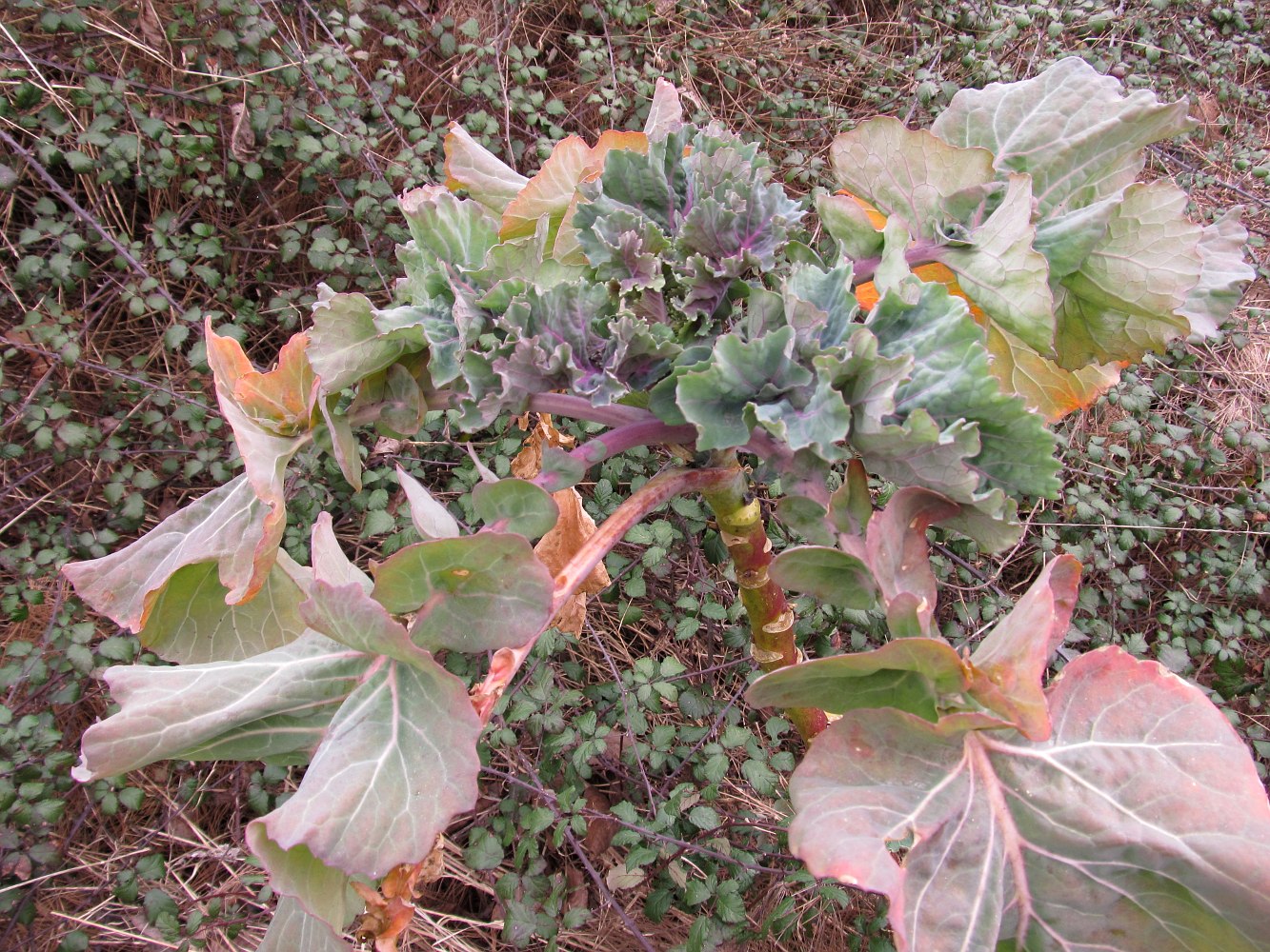 Изображение особи Brassica oleracea var. gemmifera.