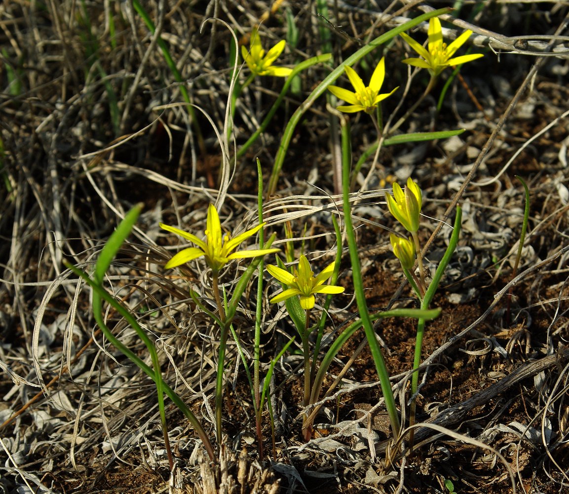 Image of Gagea pusilla specimen.