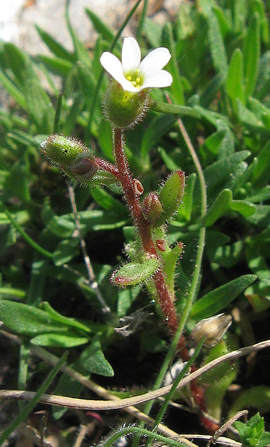 Image of Saxifraga tridactylites specimen.