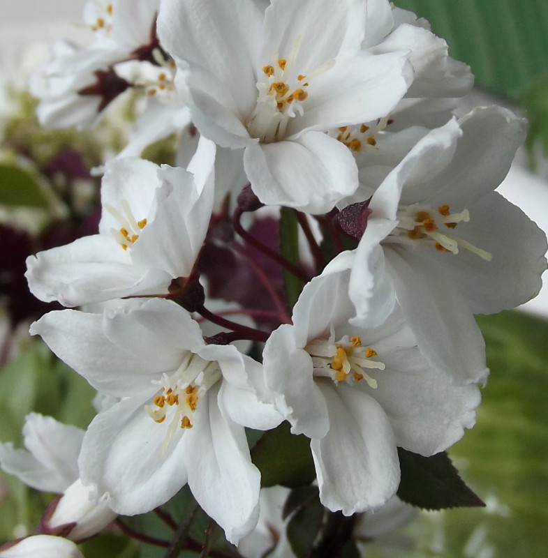 Image of Deutzia scabra specimen.