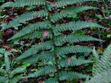 Dryopteris filix-mas