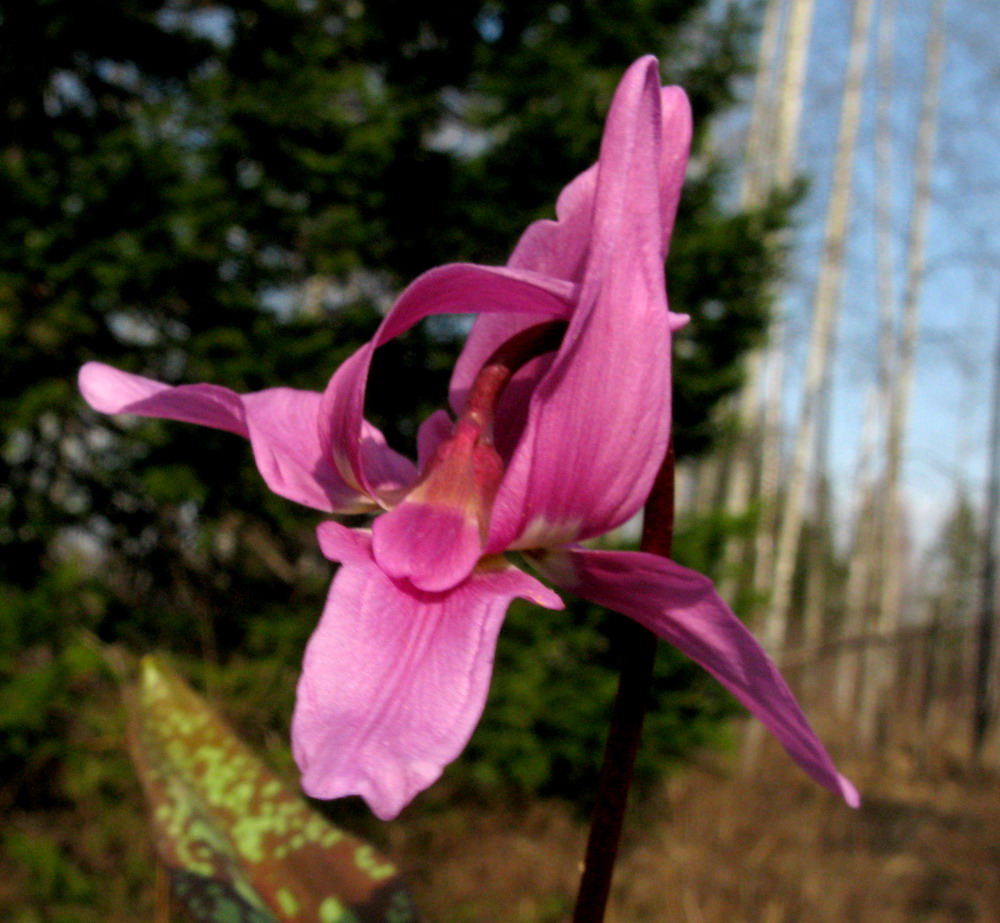 Image of Erythronium sajanense specimen.