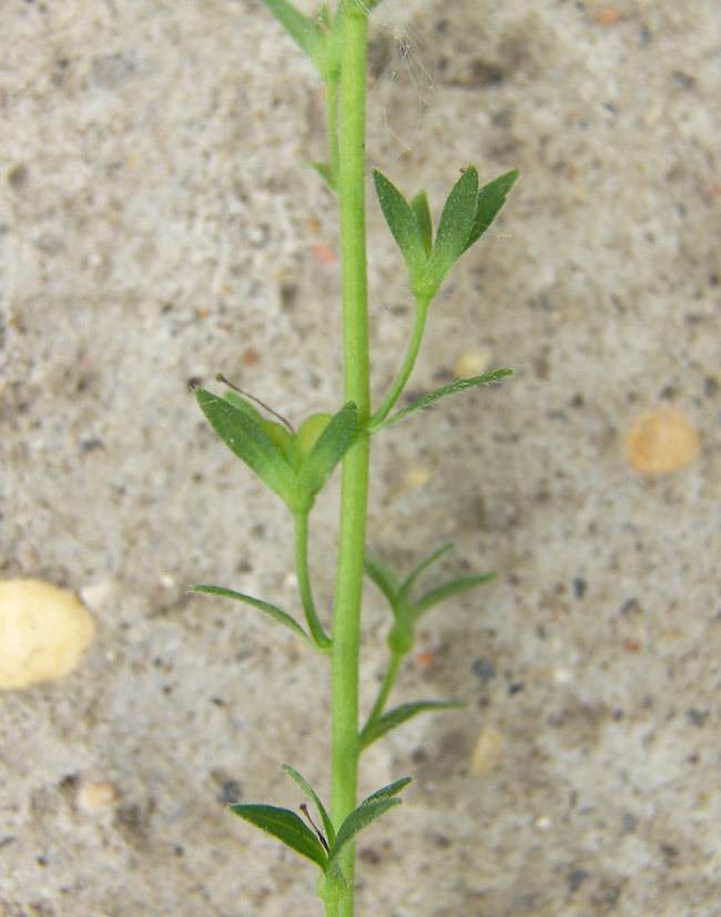 Image of Veronica vindobonensis specimen.