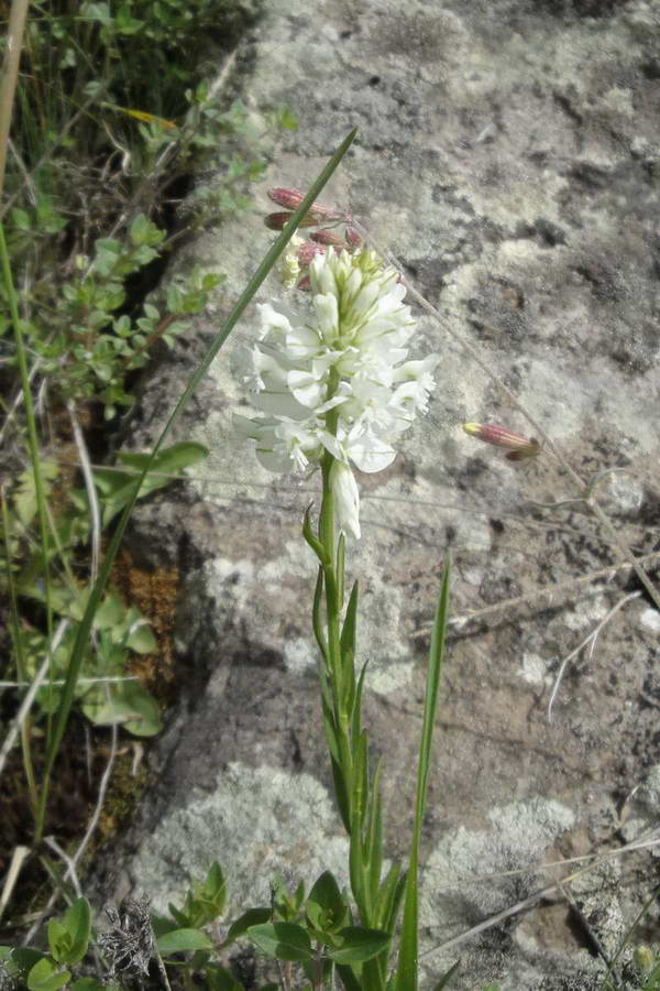 Image of Polygala major specimen.