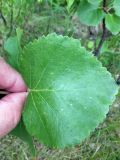 genus Betula. Самый крупный нижний лист. Мурманская обл., Североморский р-н, пгт Росляково, обочина просёлка на окраине. 29.06.2012.