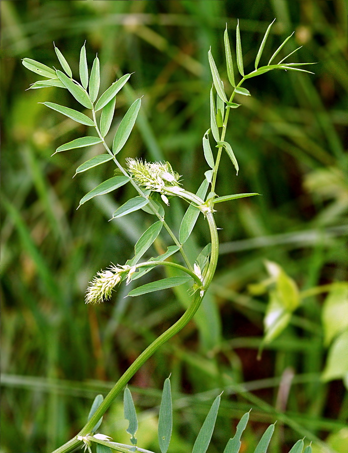 Изображение особи Galega officinalis.