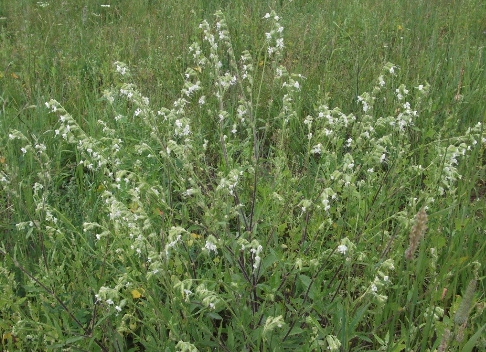 Изображение особи Silene dichotoma.