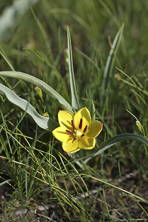 Изображение особи Tulipa lemmersii.