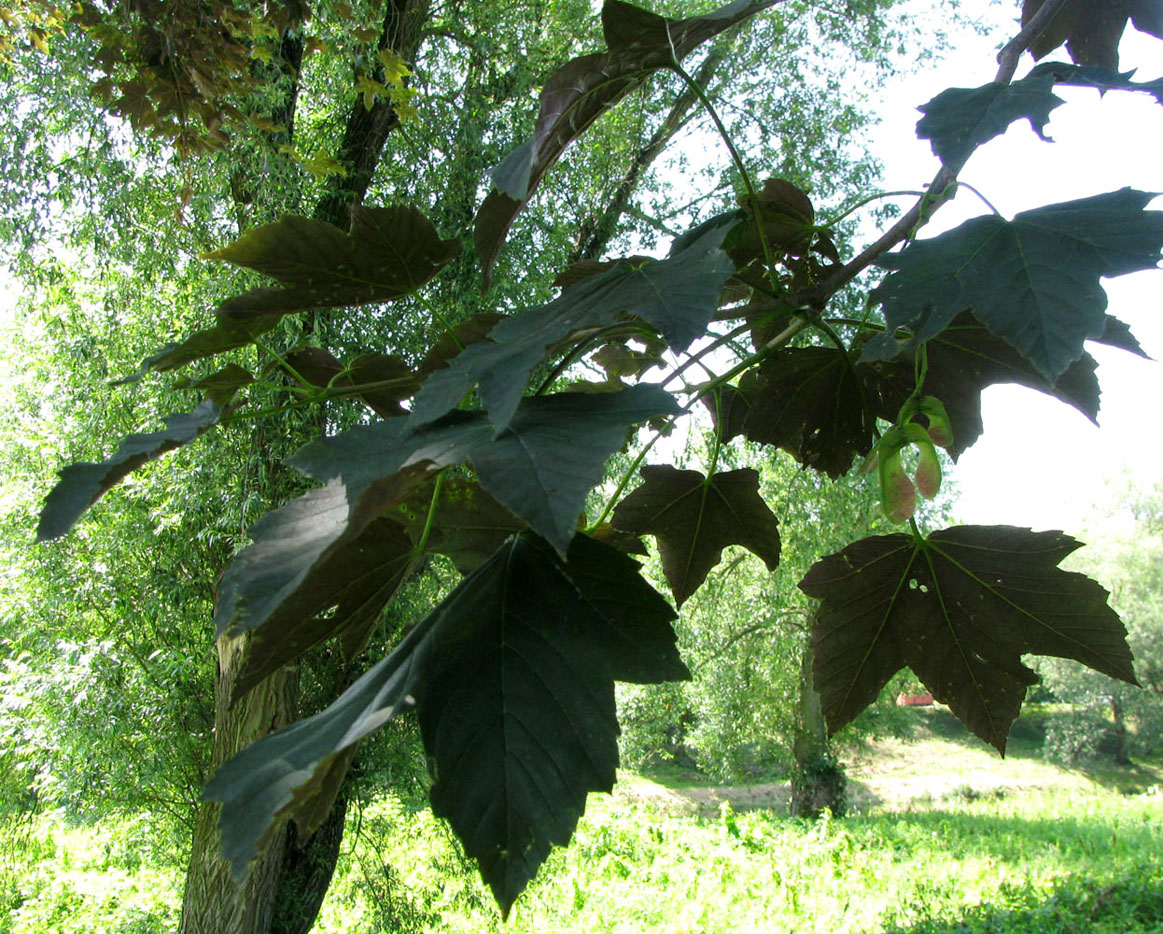 Image of Acer pseudoplatanus specimen.