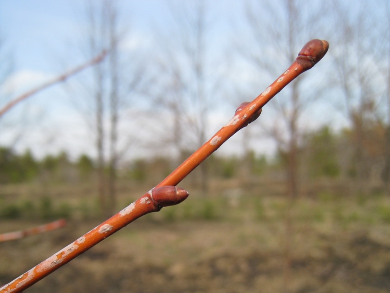 Image of Tilia cordata specimen.