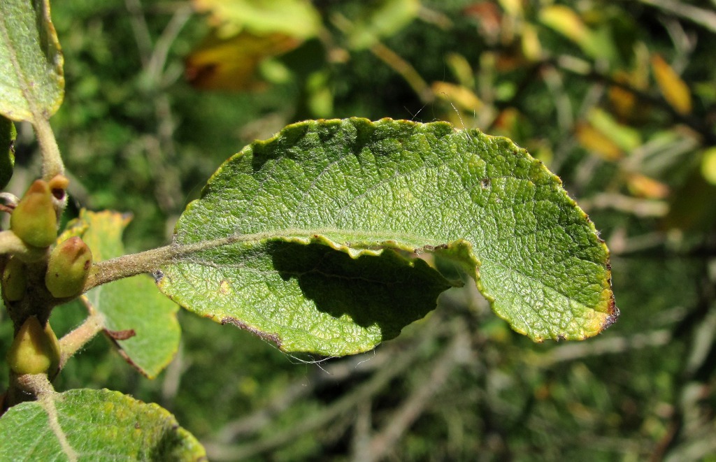 Image of Salix caprea specimen.