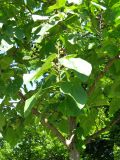 Paulownia tomentosa