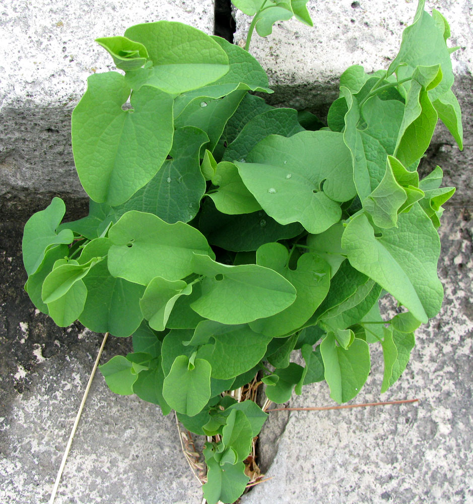 Image of Aristolochia clematitis specimen.