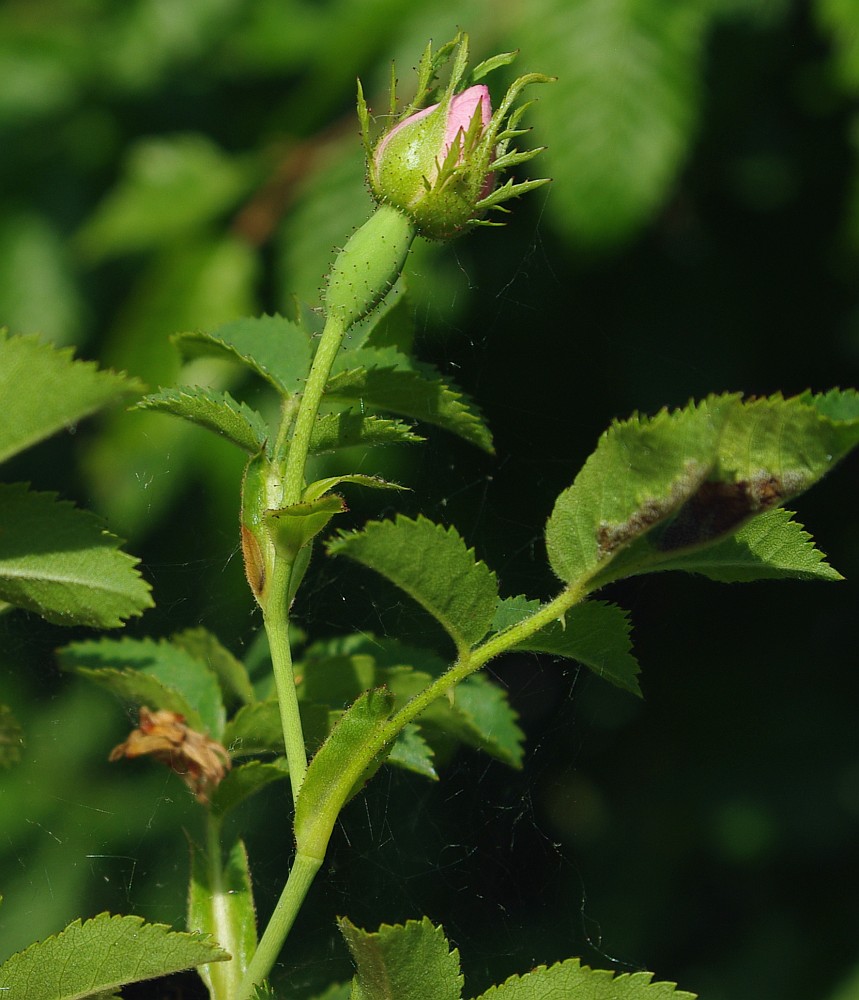 Image of genus Rosa specimen.