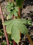 genus Althaea. Листья в средней части побега. Германия, г. Krefeld, ботанический сад. 16.09.2012.