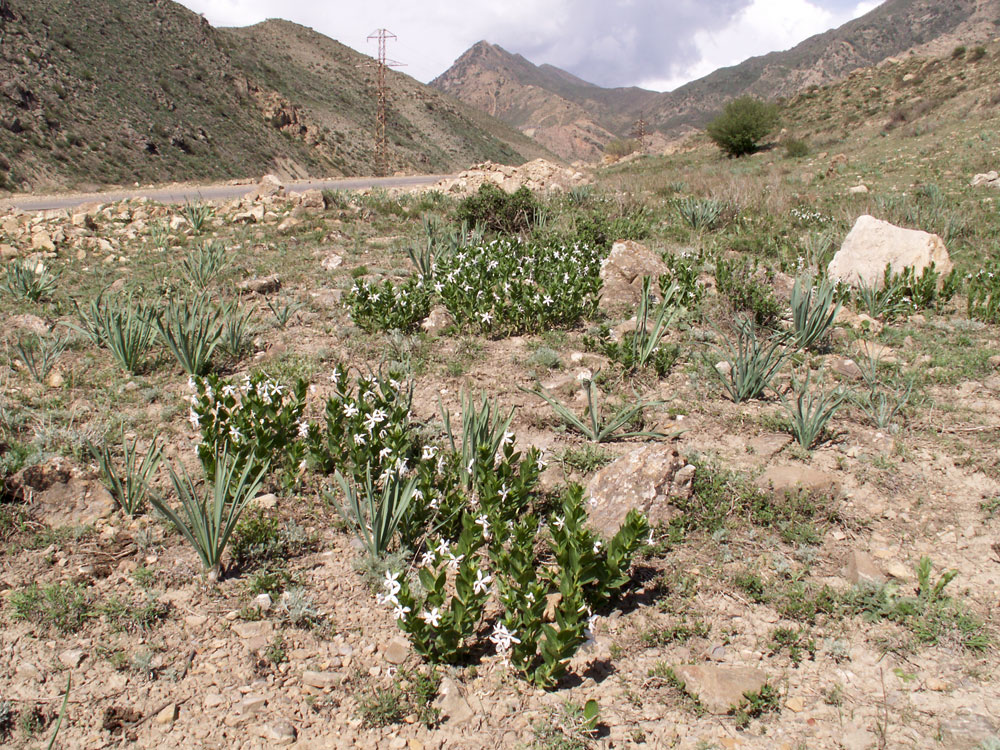 Image of Vinca erecta specimen.