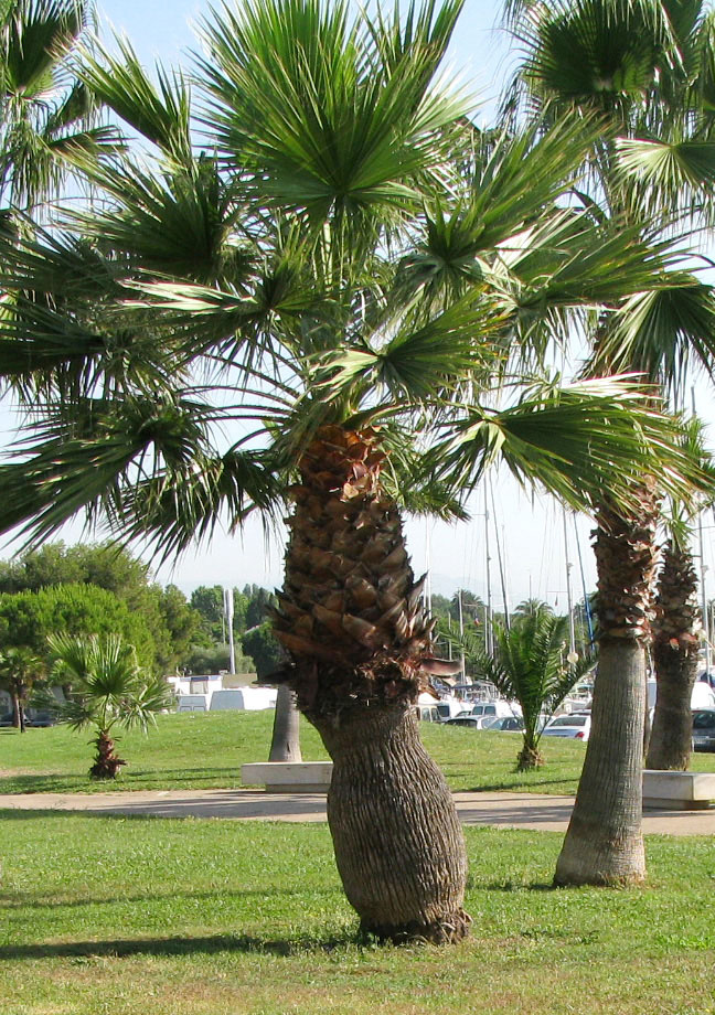 Image of Sabal umbraculifera specimen.