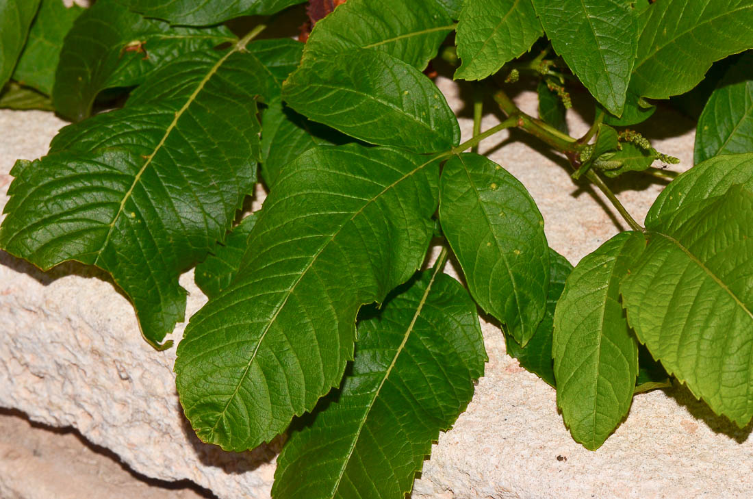 Image of Tecoma castanifolia specimen.