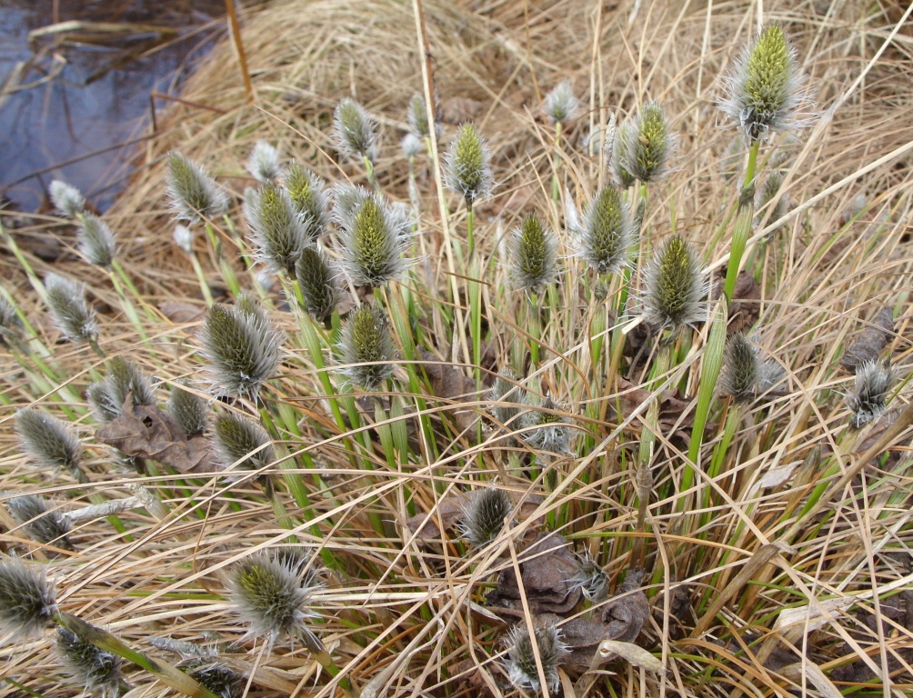 Изображение особи Eriophorum vaginatum.