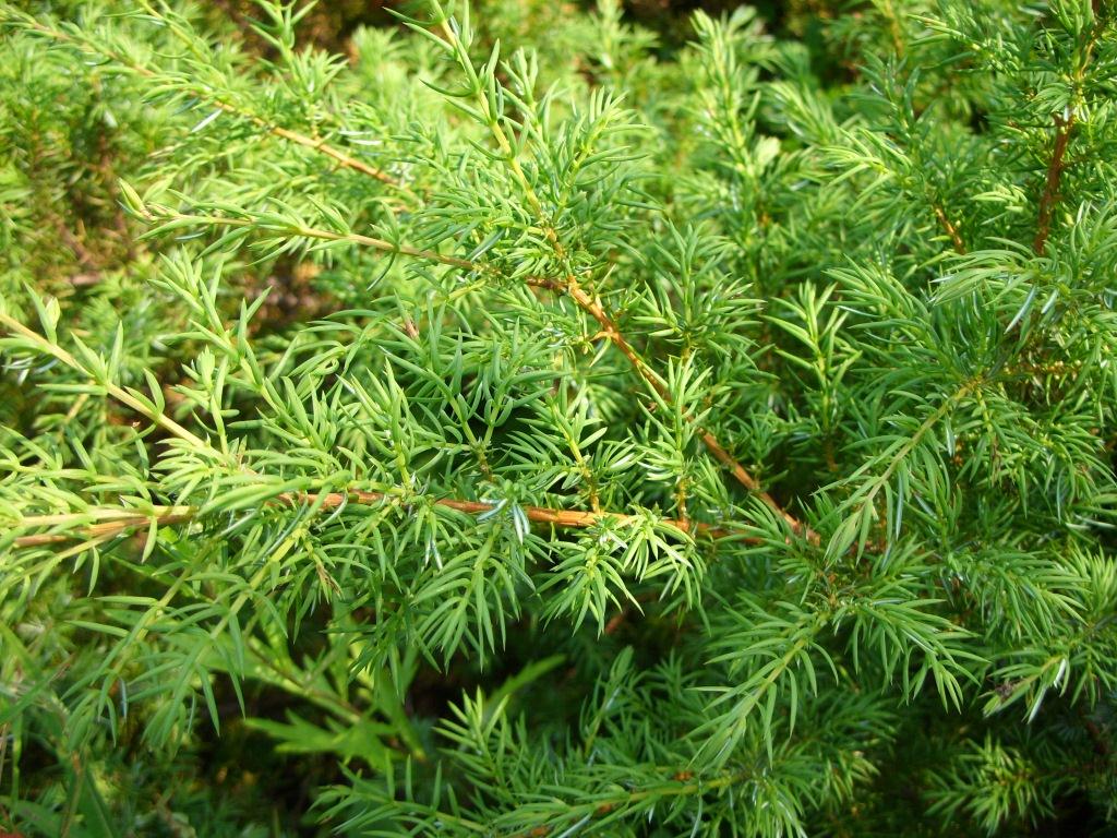 Изображение особи Juniperus sibirica.