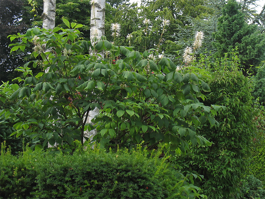 Изображение особи Aesculus parviflora.