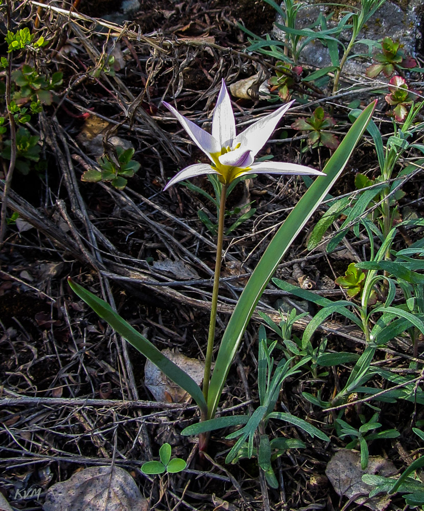 Image of Tulipa patens specimen.