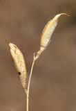 Oxytropis gebleriana. Плоды. Казахстан, хр. Шолак, северней вдхр. Капчагай. 21.07.2010.