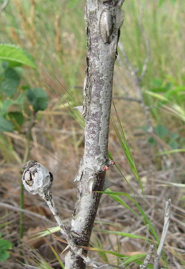 Image of Rosa marginata specimen.