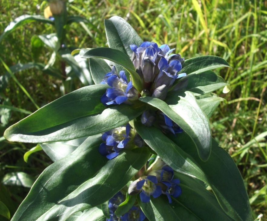 Image of Gentiana cruciata specimen.