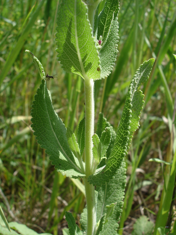 Изображение особи Salvia tesquicola.