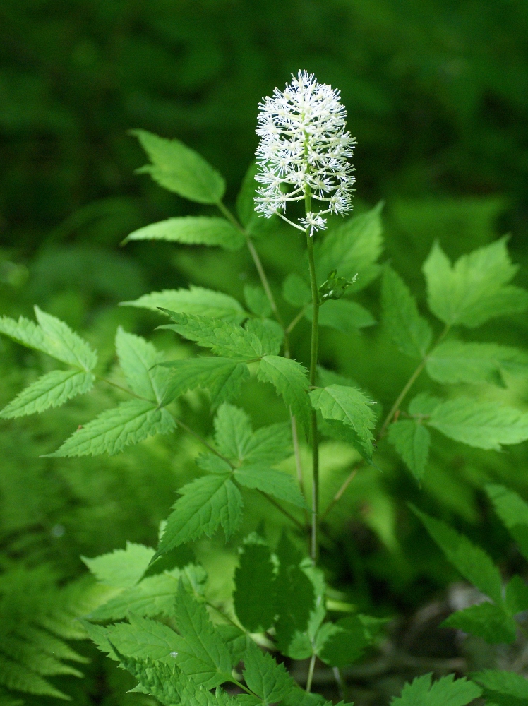 Image of Actaea asiatica specimen.