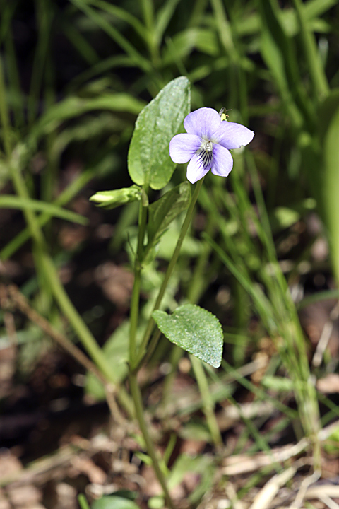 Image of Viola canina specimen.