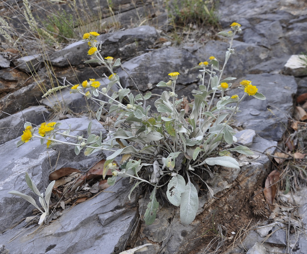 Image of Inula aschersoniana specimen.