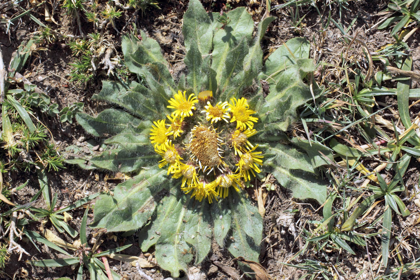 Image of Inula rhizocephala specimen.