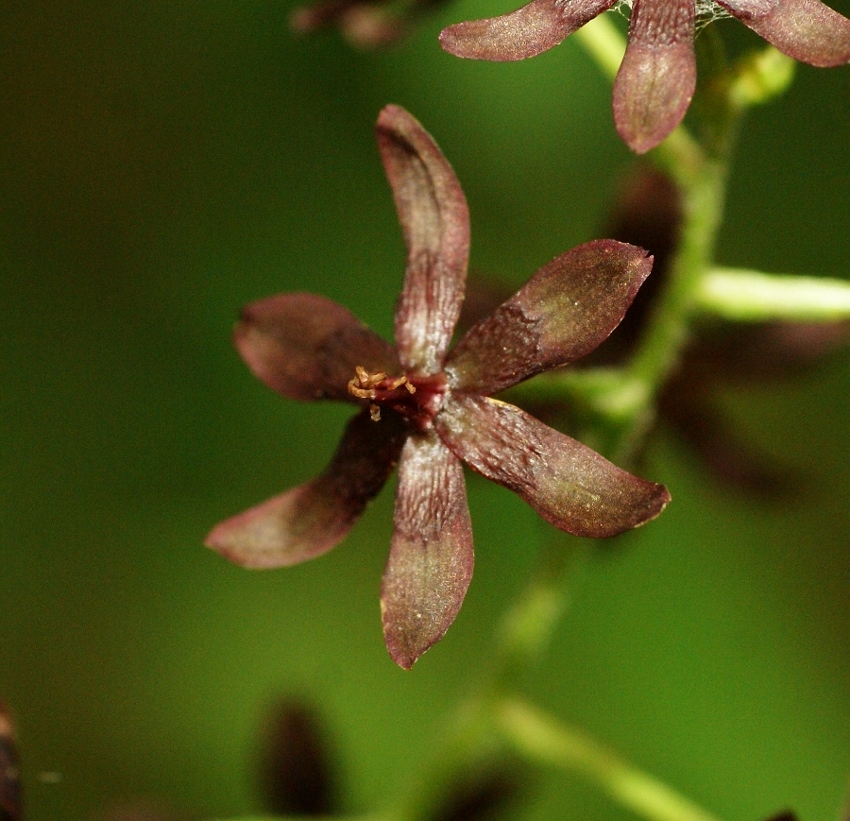 Image of Veratrum maackii specimen.