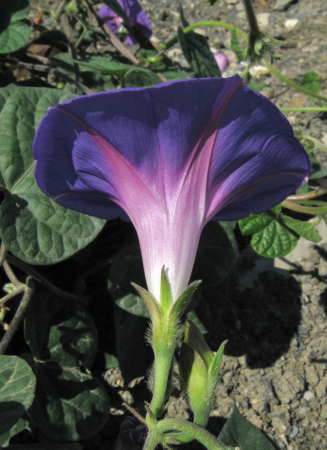 Image of Ipomoea purpurea specimen.