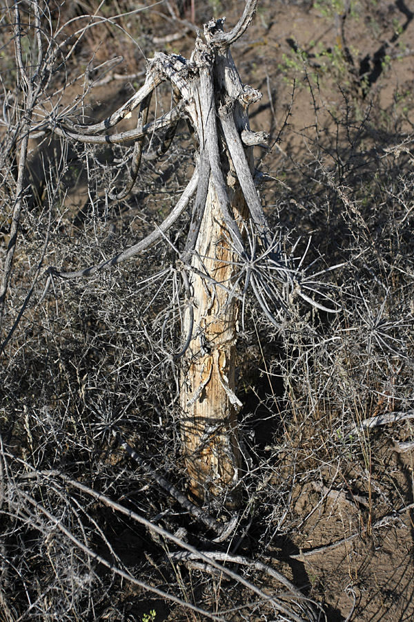 Image of Ferula foetida specimen.