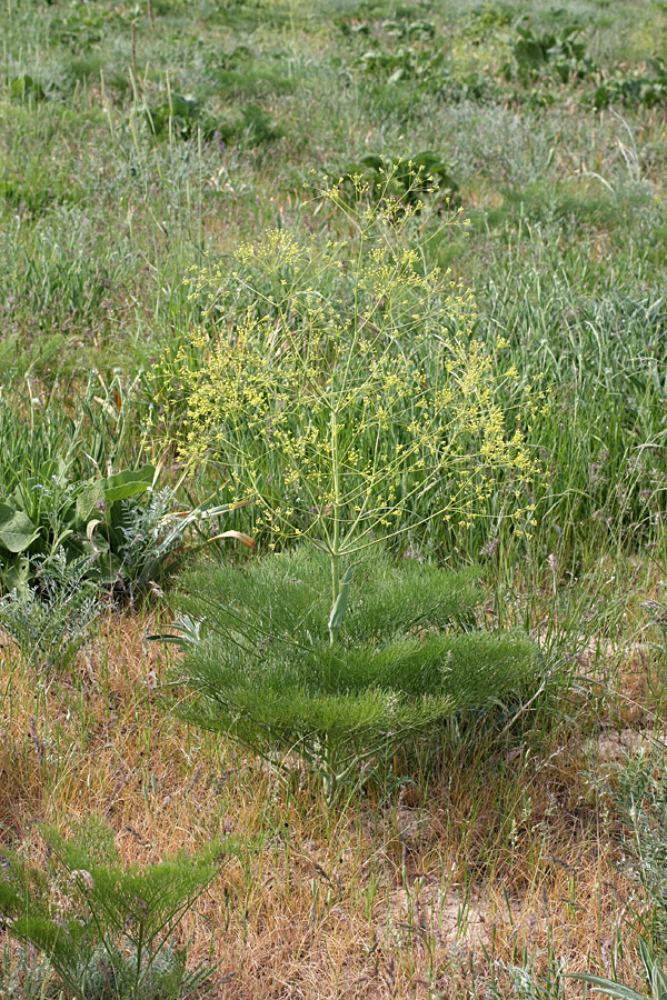 Image of Ferula karatavica specimen.