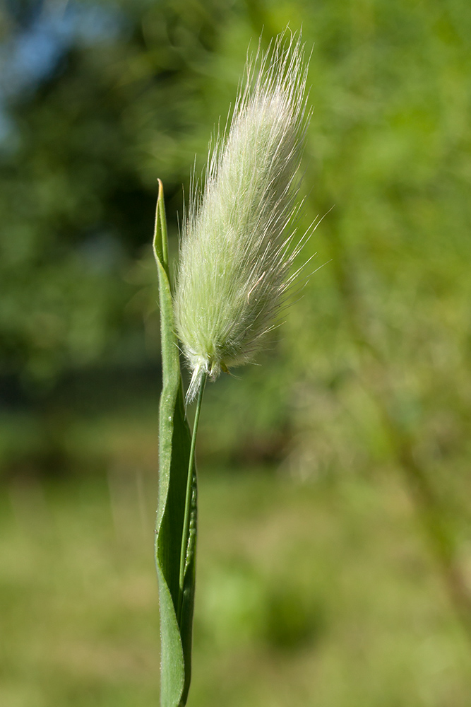 Image of Lagurus ovatus specimen.