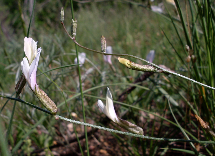 Изображение особи Astragalus pseudotataricus.