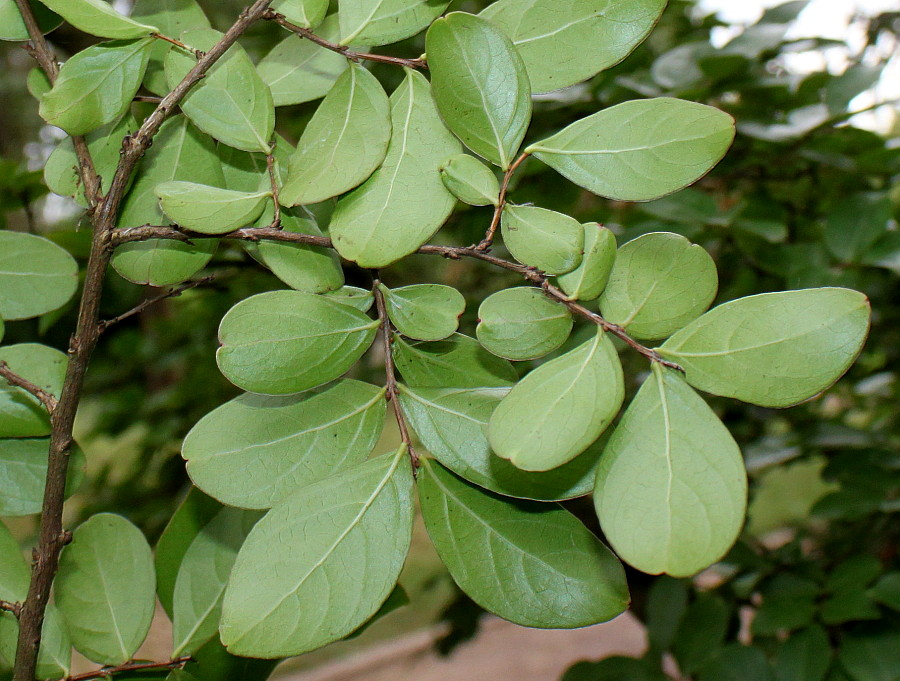 Image of Lagerstroemia indica specimen.