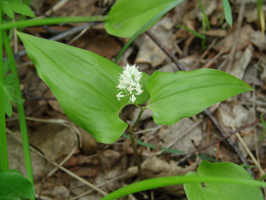 Image of Maianthemum bifolium specimen.