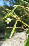 Impatiens parviflora. Незрелые плоды. Томская обл., окраина г. Томск, на свалке. 01.09.2007.