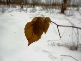 Rubus idaeus. Ветвь с молодыми листьями, появившимися в аномально тёплую зиму. Московская обл., окр. г. Электрогорска, опушка леса. 07.01.2014.