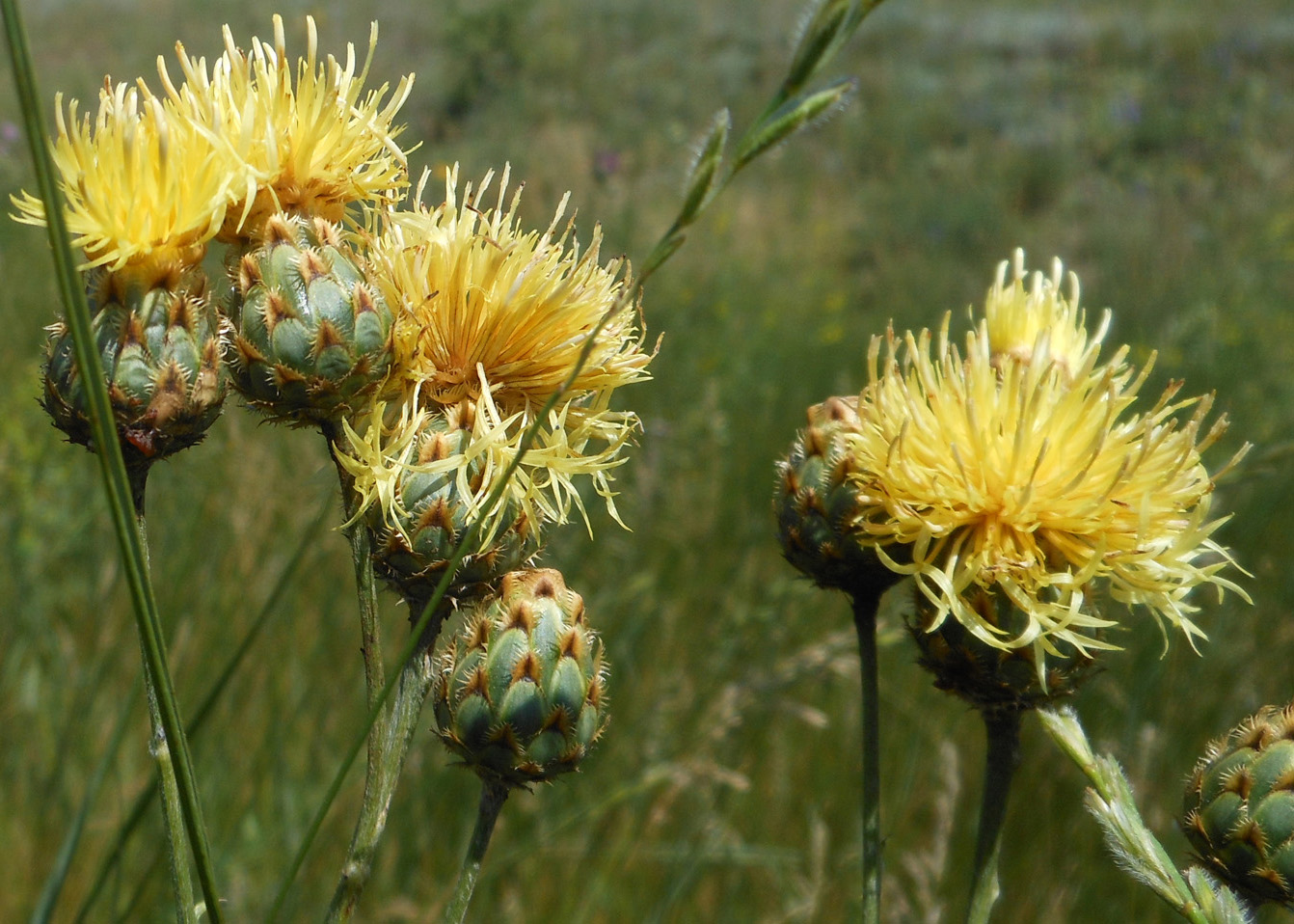 Image of Centaurea rigidifolia specimen.