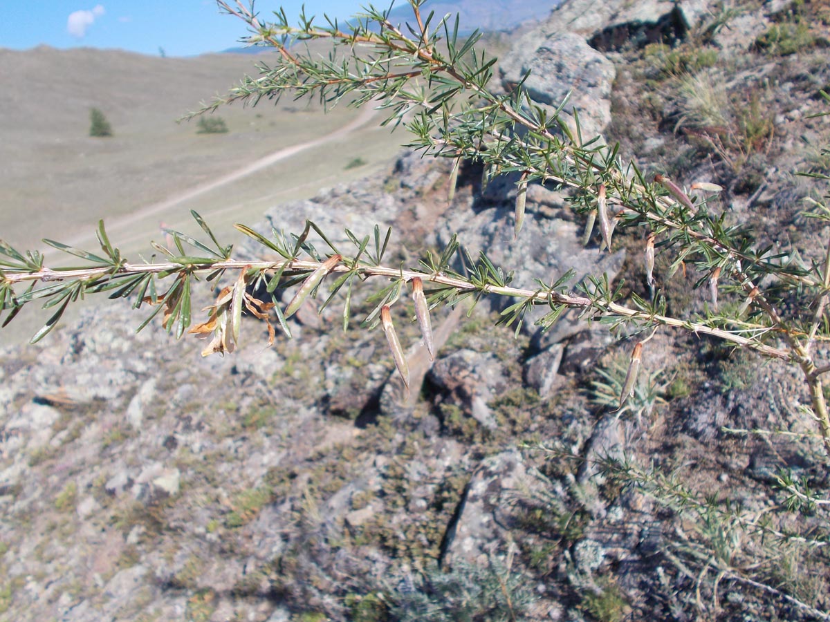 Image of Caragana pygmaea specimen.