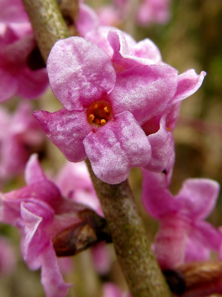 Изображение особи Daphne mezereum.