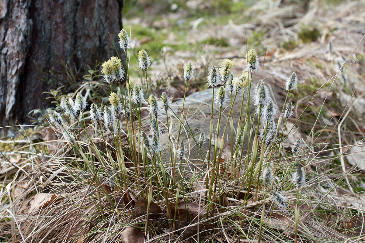 Image of Eriophorum vaginatum specimen.