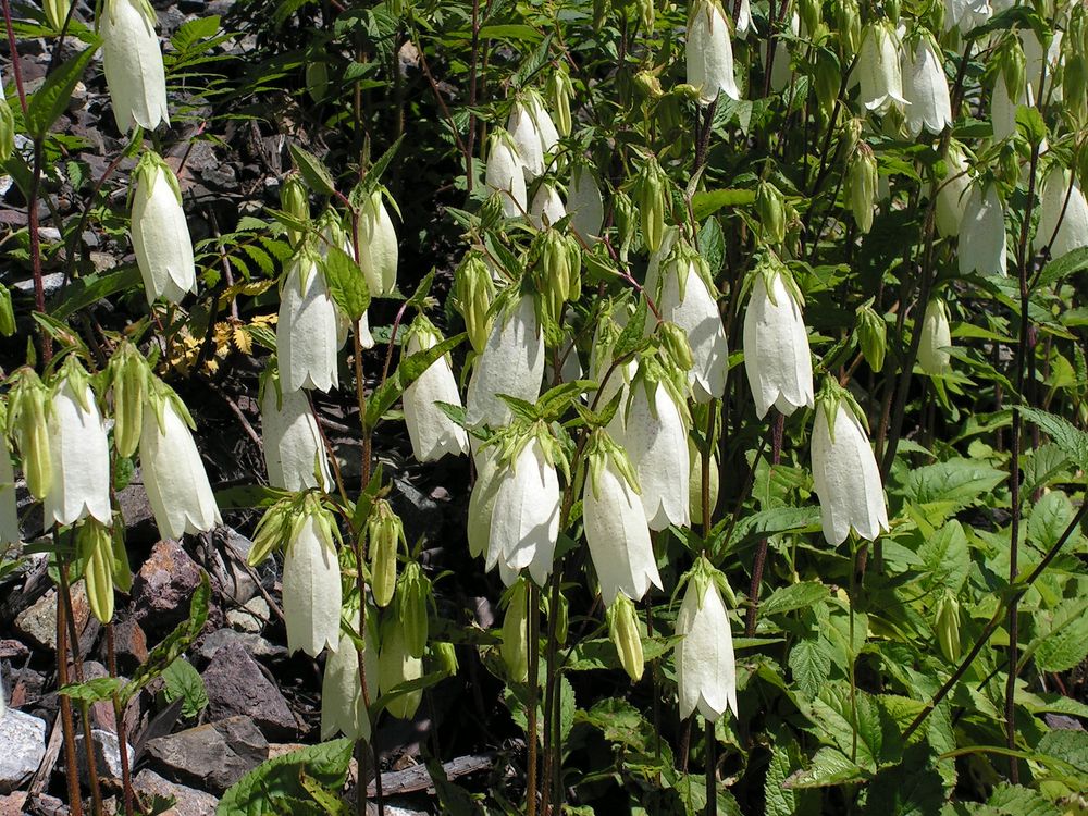 Image of Campanula punctata specimen.